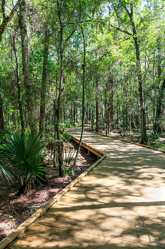 Shingle Creek in Kissimmee, Florida is recognized as one of the Headwaters of the Everglades in Florida. Shingle Creek Park & Preserve protects these wonderful woods along the Shingle Creek and provides the amenities desired by older walkers and ecotourists alike.