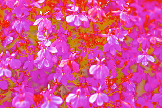 Abstract Backgrounds of red pink red pantone