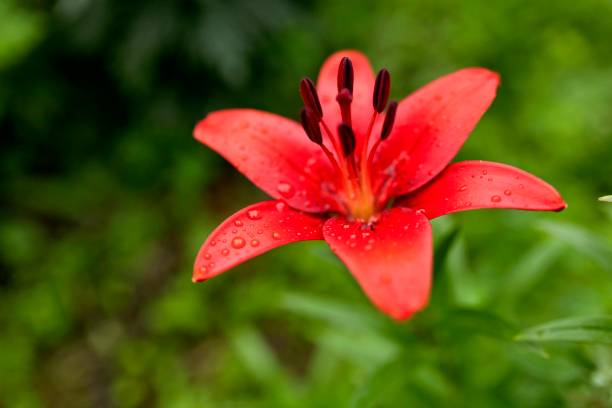 istock red Lily with raindrops on the petals, soft focus 1007281260