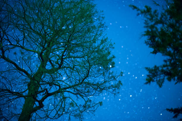 istock Milky way and stars above treetops 1007281356