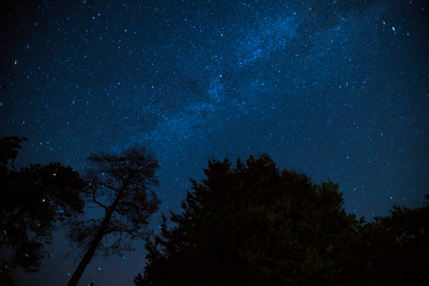istock Milky way and stars above treetops 1007282086