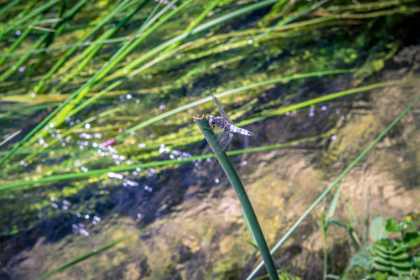 dragonfly on a branch with lake and grass on background in summer day.