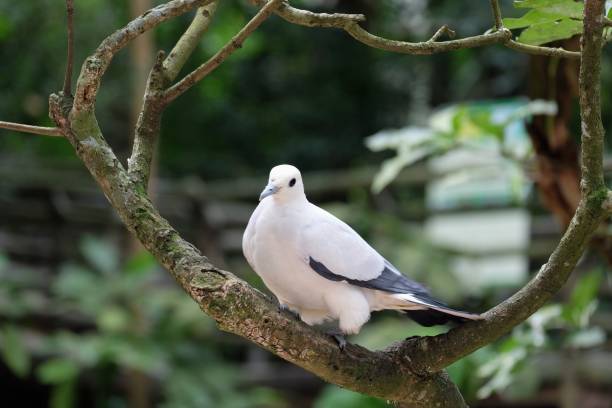 istock White pigeon on the tree in garden 1007282482