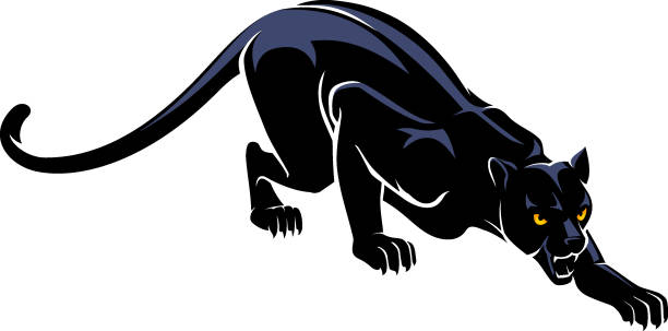 Jaguar Crawl Silhouette Isolated vector illustration of a black jaguar slowly crawling. prowling stock illustrations