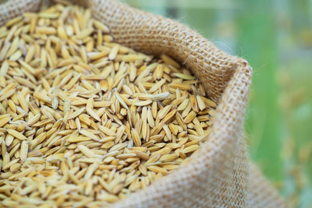 istock paddy rice in sac bag 1007283512