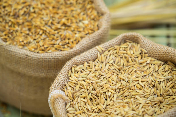 istock paddy rice in sac bag 1007285080