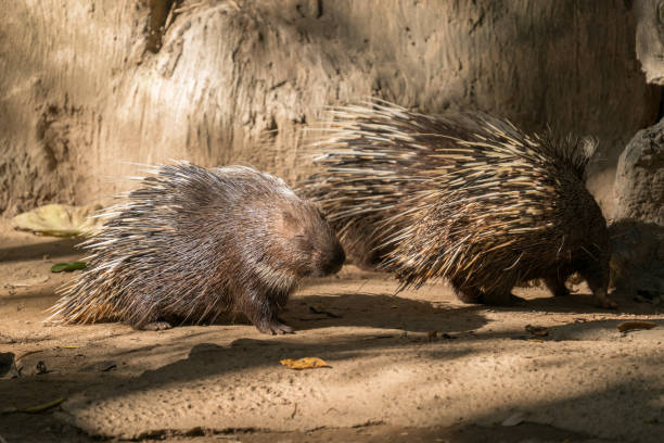 istock malayan porcupine, himalayan porcupine 1007285614