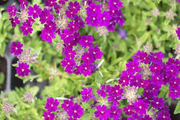 istock Purple flowers at a botanical garden 1007285838