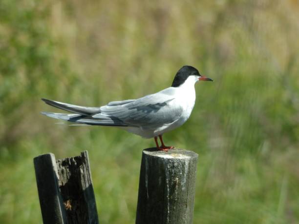 istock Side view of Common Tern looking away from the camera while standing on top of a vertical wooden pole 1007286510