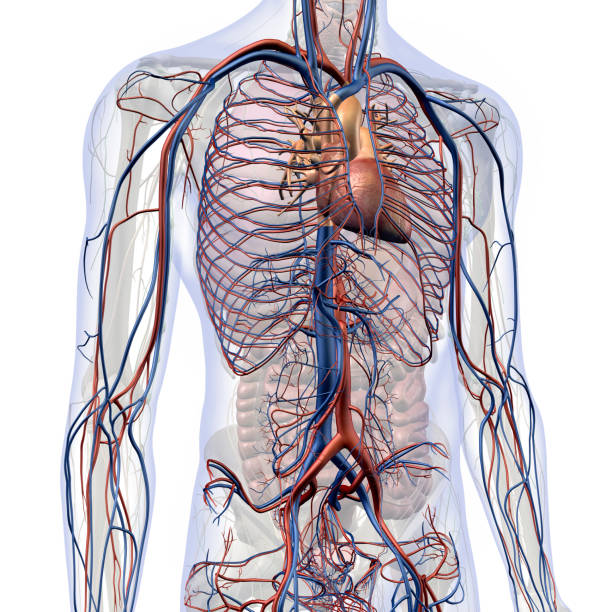 Circulatory System Internal Anatomy in Male Chest and Abdomen CG image of man's chest and abdominal areas showing the human circulatory system, heart, major arteries and veins isolated on white background. pulmonary artery stock pictures, royalty-free photos & images
