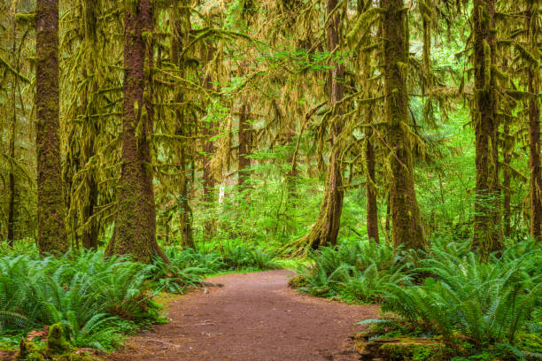istock Hall of Mosses National Park 1007295482