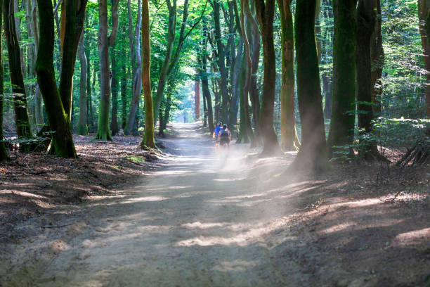 Mountain bikers in Speulderbos or forest of the dancing trees on the Veluwe in the Netherlands