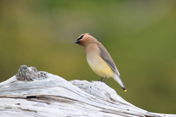 istock cedar waxwing (Bombycilla cedrorum) Vancouver Island Kanada 1007300928