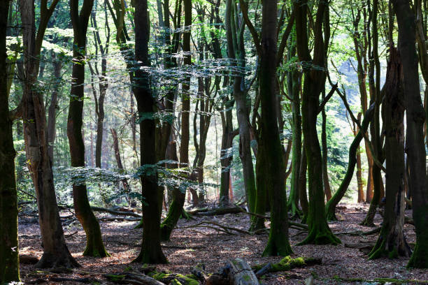 istock Forest of the dancing trees in the Netherlands 1007301180