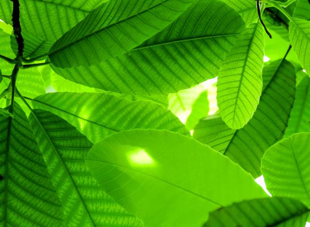 istock Creative beautiful green leafs with sunlight on the branch in the garden 1007303836