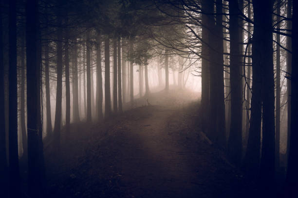 weg zum tiefen berg - forest dark woods spooky stock-fotos und bilder