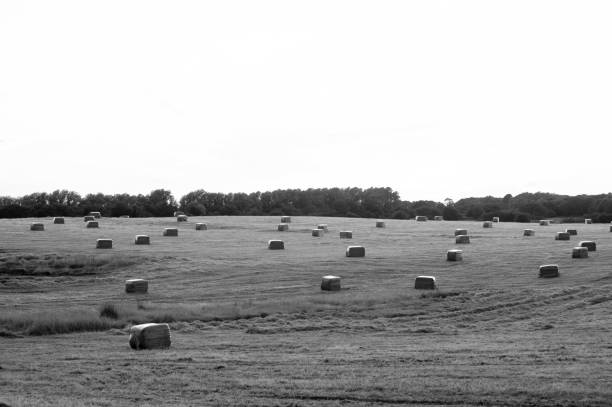 istock Sacks (Bales) Of Dry Hay In A Field 1007305690