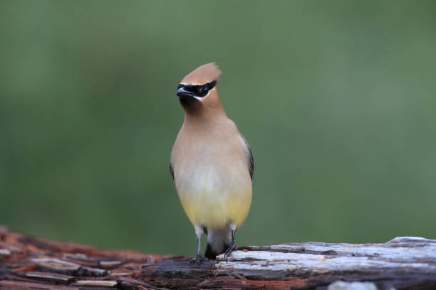 istock cedar waxwing (Bombycilla cedrorum) Vancouver Island Kanada 1007310570
