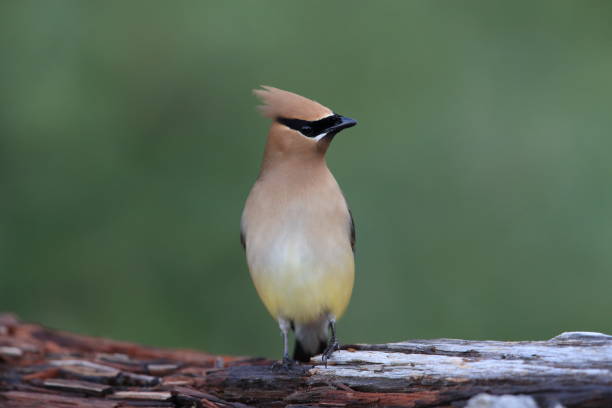 istock cedar waxwing (Bombycilla cedrorum) Vancouver Island Kanada 1007318778