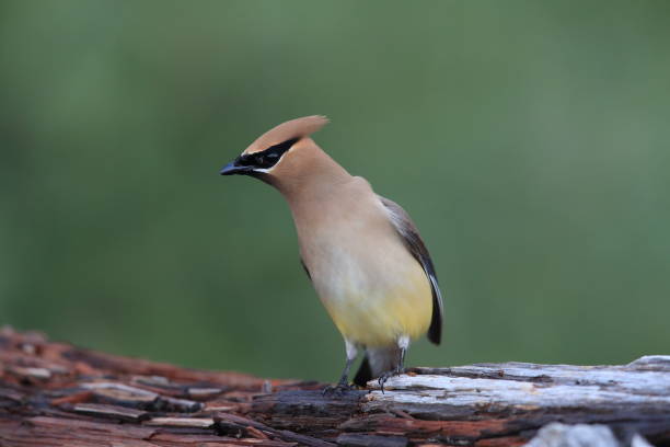 cedar waxwing (Bombycilla cedrorum) Vancouver Island Kanada