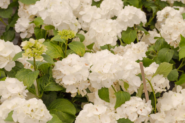 istock White flowers at a botanical garden. 1007319076