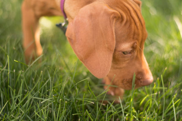 istock Vizsla puppy in grass 1007322280