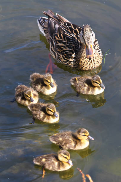 istock A Mallard and ducklings swimming in water 1007322530