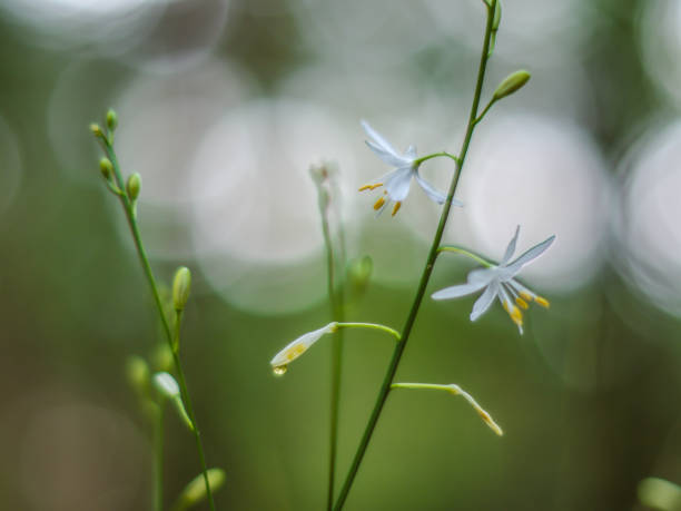 istock white flower on a high stalk on a blurred nature background 1007325042