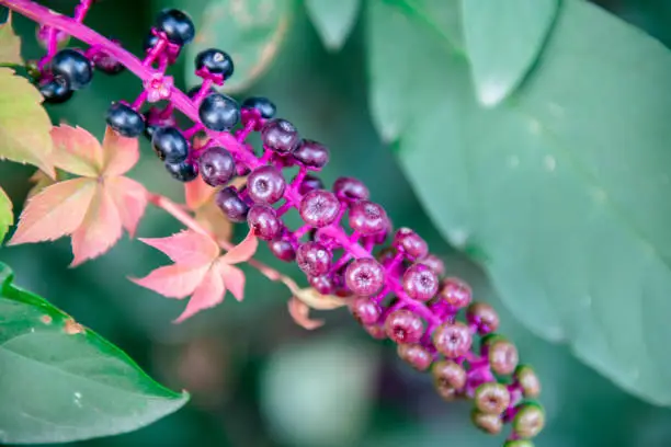 Phytolacca decandra is a herbaceous perennial plant in the pokeweed family Phytolaccaceae growing up to 8 feet (2 meters) in height