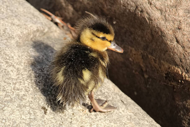 istock Closeup of a cute Mallard ducking standing on rocks 1007326082