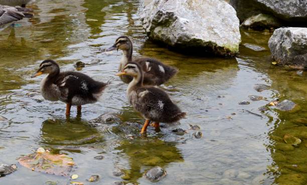 istock a small duck by the lake 1007329620