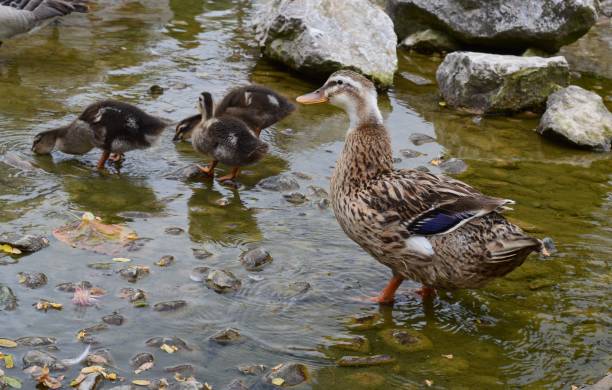 istock a small duck by the lake 1007329946