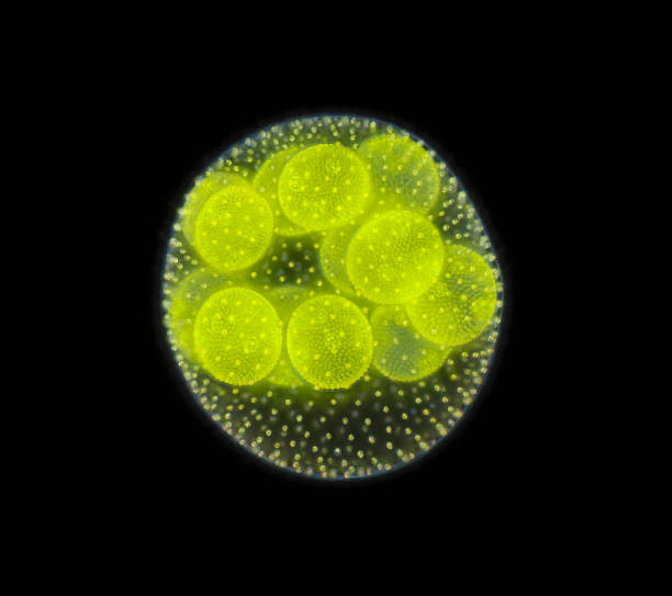 istock Spherical colony of freshwater green algae (Volvox) 1007332702