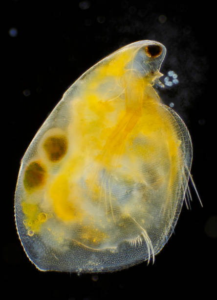 istock Microscopic view of freshwater water flea with eggs 1007332760