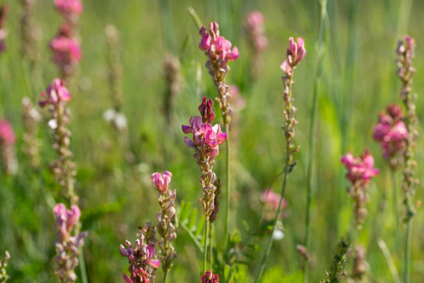 istock Esparcet pink flowers ,Onobrychis viciifolia 1007332800