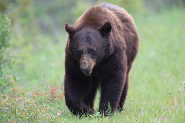istock American black bear (Ursus americanus) Kanada 1007333150