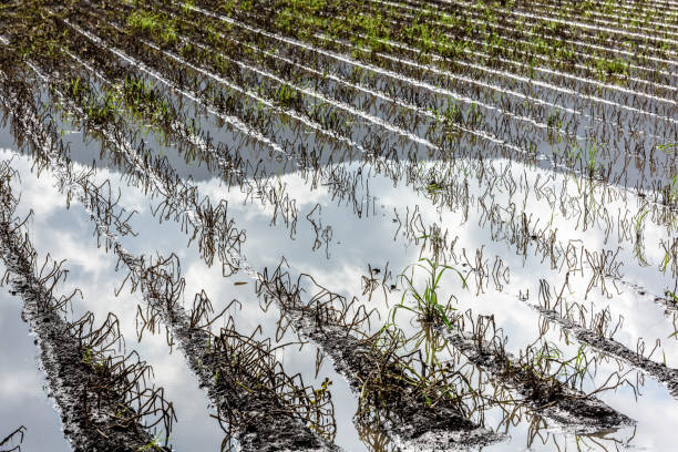 Field under flood water. Agriculture field after torrential rain.