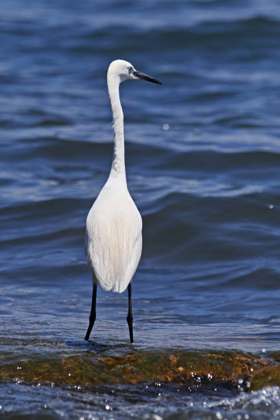 istock little egret in its fishing post 1007336560