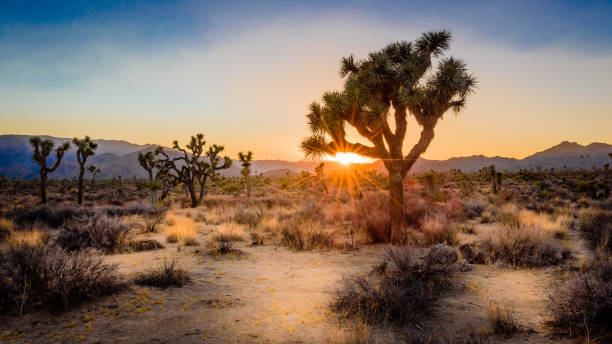 Sunset on the desert landscape in Joshua Tree National Park, California A joshua tree silhouetted by the setting sun in the Mohave Desert heat haze stock pictures, royalty-free photos & images