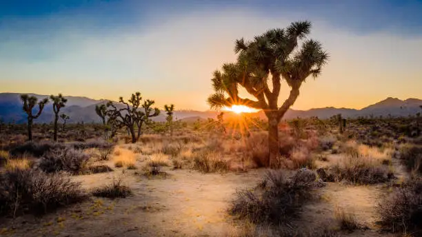 A joshua tree silhouetted by the setting sun in the Mohave Desert