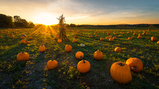 Wide angle image of pumpkins in a pumpkin patch at sundown