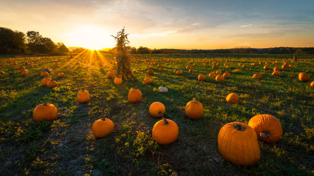 pumpkin patch on a late afternoon in early autumn - pumpkin patch imagens e fotografias de stock