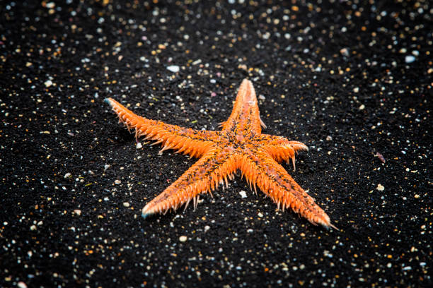 Spined Sea Star (Astropecten armatus), Santiago Island, Galapagos Spined Sea Star (starfish, lat. Astropecten armatus) at the black beach, Santiago Island (also called San Salvador Island), Galapagos, Ecuador. spined stock pictures, royalty-free photos & images