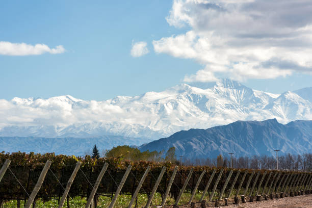 mattina presto nel tardo autunno: vulcano aconcagua cordillera e vigneto. catena montuosa delle ande, nella provincia argentina di mendoza - argentina landscape scenics south america foto e immagini stock