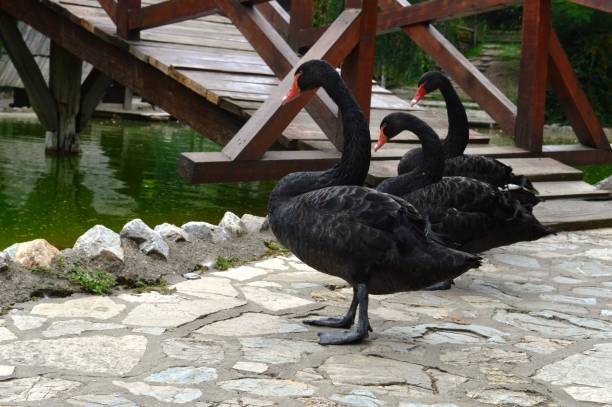 istock black swans by the lake 1007345326