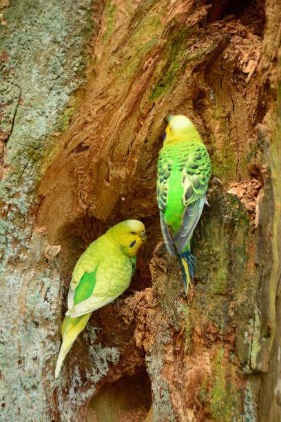 istock Breeding pair of parakeet on a tree trunk. 1007345472