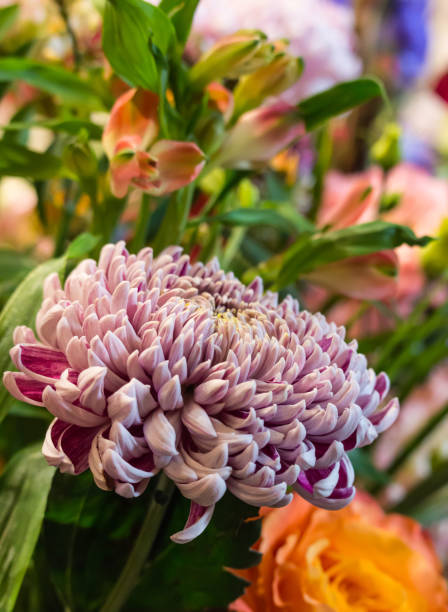 istock The purple chrysanthemum 1007350746