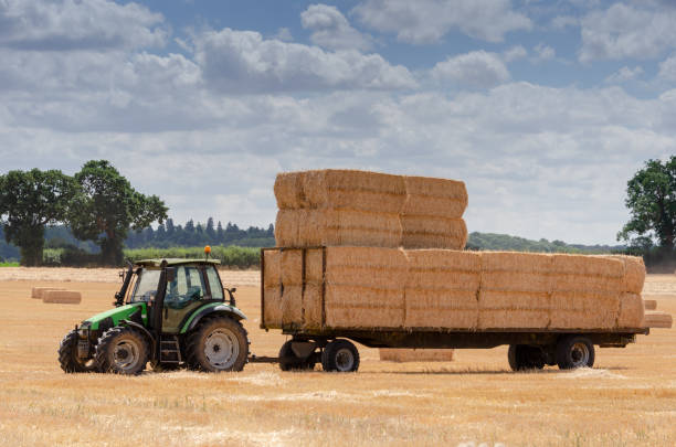 istock harvesting crops in a dry field with traditional square straw bales 1007360800