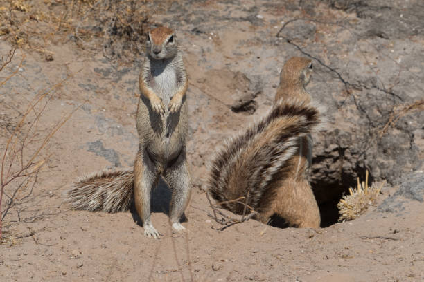 A Cape ground squirrel in Botswana A Cape ground squirrel in Botswana african ground squirrel stock pictures, royalty-free photos & images