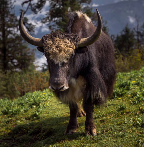 istock Yak or nak feeding in the fields in Nepal. Captured in Himalayas 1007367574